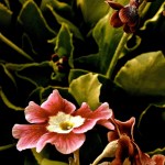 One of Debbie Fanatia’s photographs from her show “Botanica,” showing at Ptarmigan Arts.