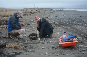 Natalie Hunter, right, measures a dead sea otter Oct. 30 on the Homer Spit near Mariner Park as Mike Coffing, left, takes notes. Hunter, of Wilmington, N.C., is a student in the Kachemak Bay Campus Semester By the Bay program and Coffing is a volunteer with the Alaska SeaLife Center. Hunter collected another dead otter that day and also measured and took tooth samples from a decomposed otter.-Photo by Michael Armstrong, Homer News
