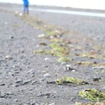Homer News reporters counted 126 dead murres washed up on the trail by Mud Bay on Dec. 31. Biologists don’t know what is causing the murres to die in such huge numbers.-photo by Anna Frost, Homer News