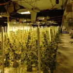 Mature and budding cannabis plants fill up one bay of a 4,400-square-foot building where Homer Police busted a record marijuana grow operation with 1,000 plants.               -Photo provided