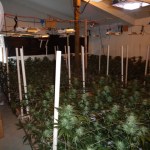 Police make record pot bust