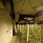 Police make record pot bust