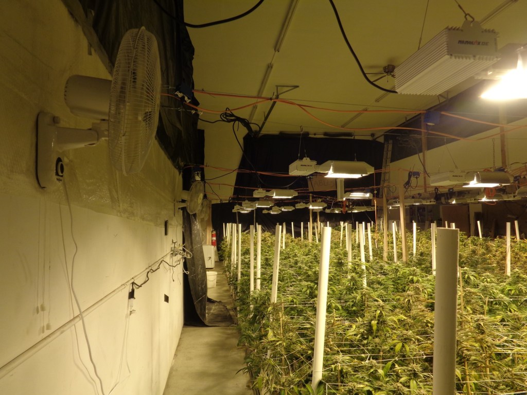 Police make record pot bust