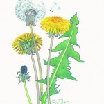 R.W. Tyler’s dandelion is shown over one season.-Image provided