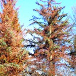 Warm winters fuel outbreak of aphids