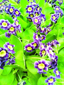 Evergreen primula auricula thrives here at latitude 59 and 1/2 degrees. These have found a home under the lilacs.-Photo by Rosemary Fitzpatrick