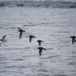 Photo by Michael Armstrong, Homer News