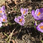 Patience is a virtue in gardening – and everything else