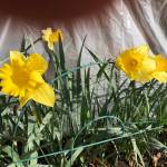 Patience is a virtue in gardening – and everything else