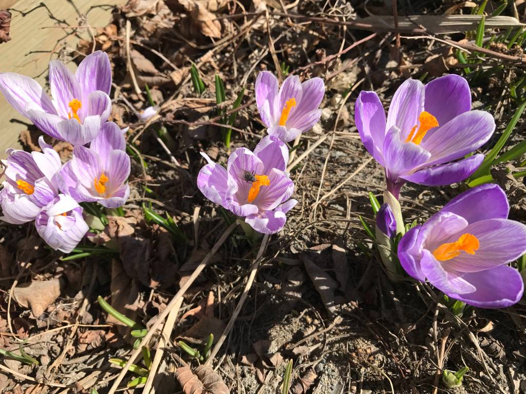 Patience is a virtue in gardening – and everything else