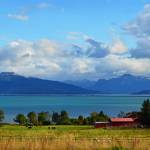 Birds return for shorebird month First Friday