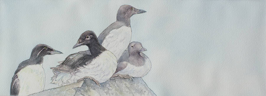 Birds return for shorebird month First Friday