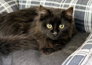 Pet of the Week: Norm