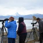 Photo by Michael Armstrong, Homer News. Birders monitor Mud Bay on the Homer Spit last Friday for new shorebirds. Several were seen, including godwits, dunlins and western sandpipers.