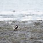 Photo by Michael Armstrong, Homer News. A Pacific golden plover was seen at Louie's Lagoon on the Homer Spit last Friday.