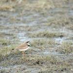 Photo by Michael Armstrong, Homer News. A semipalmated plover was seen at Louie's Lagoon on the Homer Spit last Friday.