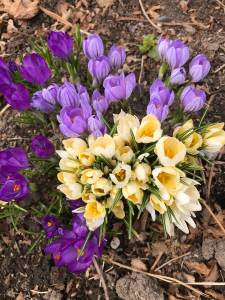 Strawberries worth the effort