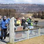 Shorebirds visit right on time