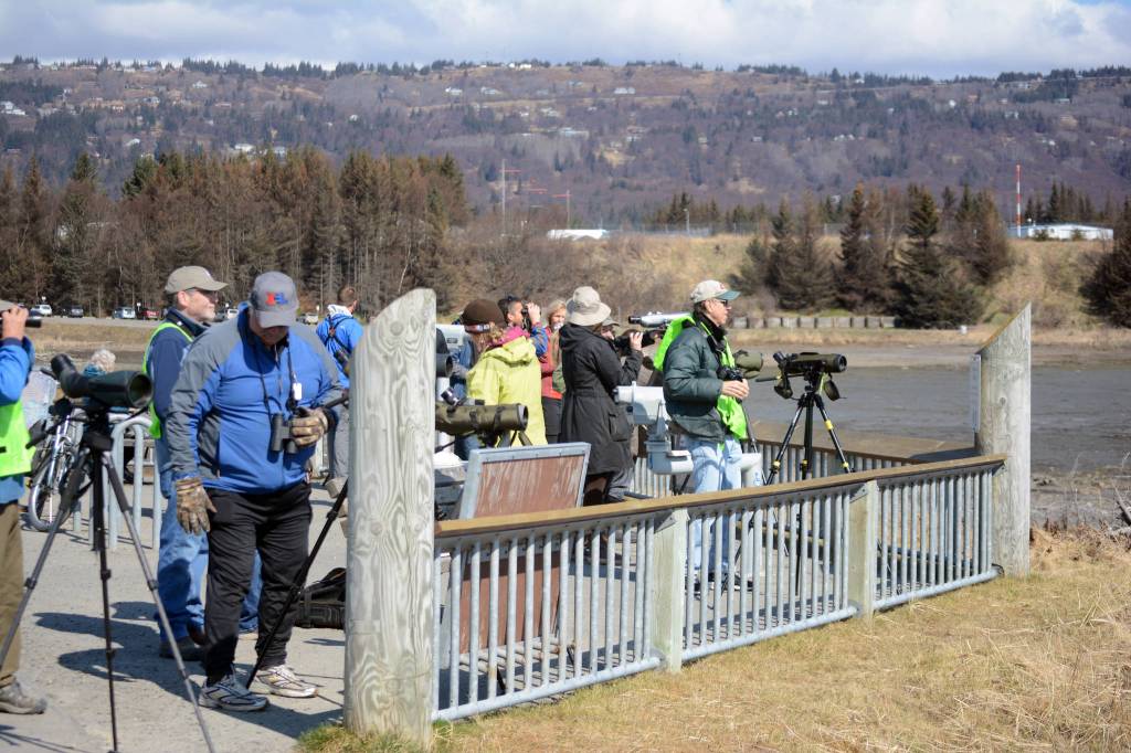 Shorebirds visit right on time