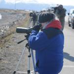 Shorebirds visit right on time