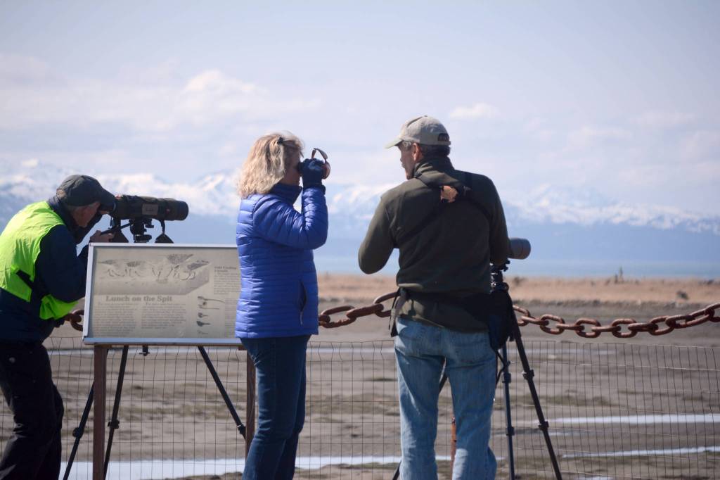 Shorebirds visit right on time