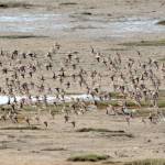 Shorebirds visit right on time
