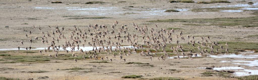Shorebirds visit right on time