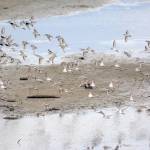 Shorebirds visit right on time