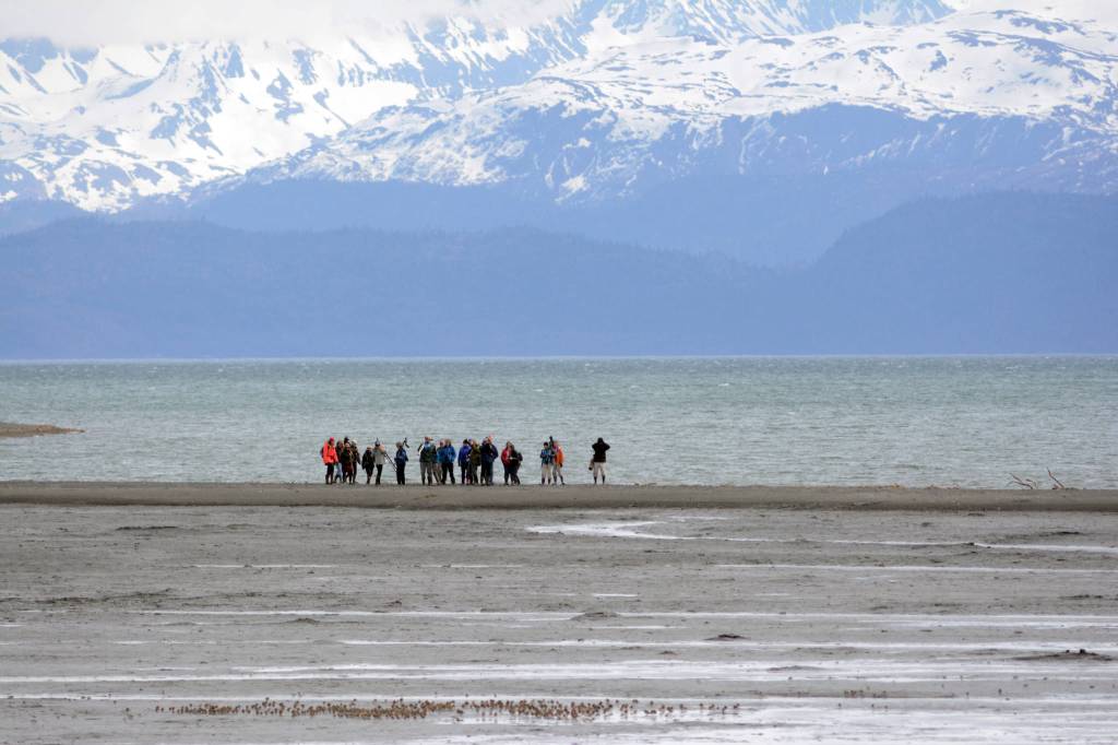 Shorebirds visit right on time