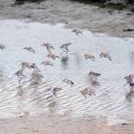 Shorebirds visit right on time