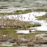 Shorebirds visit right on time