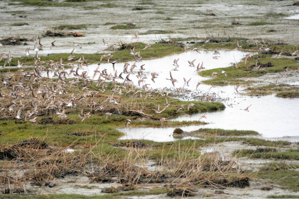 Shorebirds visit right on time