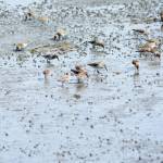 Shorebirds visit right on time