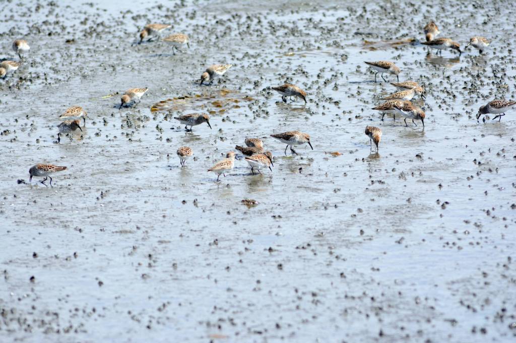 Shorebirds visit right on time