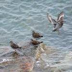 Shorebirds visit right on time