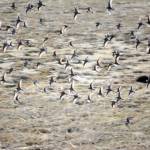 Shorebirds visit right on time