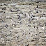 Shorebirds visit right on time