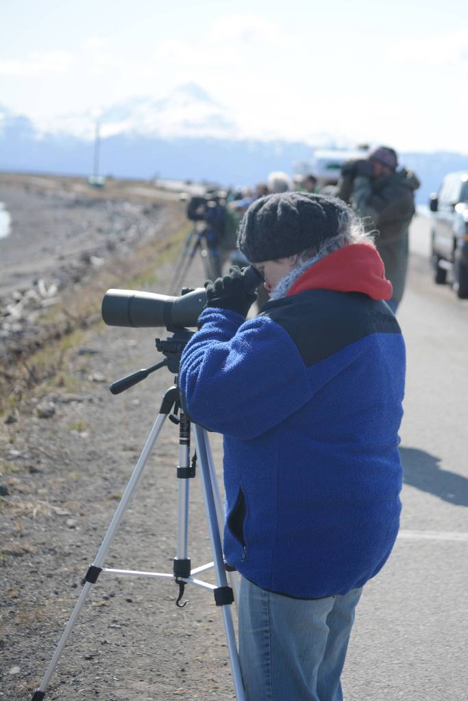 Shorebirds visit right on time
