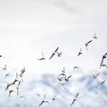 Shorebirds visit right on time