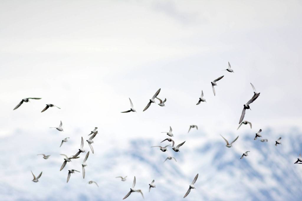 Shorebirds visit right on time