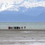 Shorebirds visit right on time