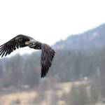 Shorebirds visit right on time
