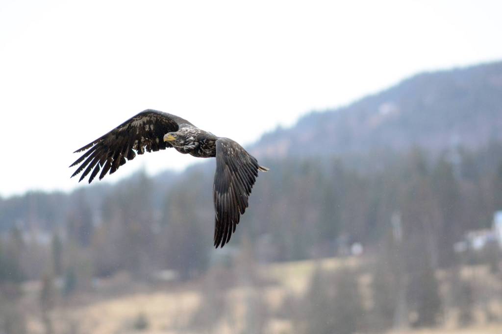 Shorebirds visit right on time