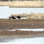 Shorebirds visit right on time