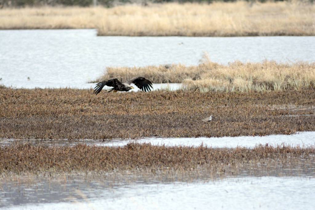 Shorebirds visit right on time