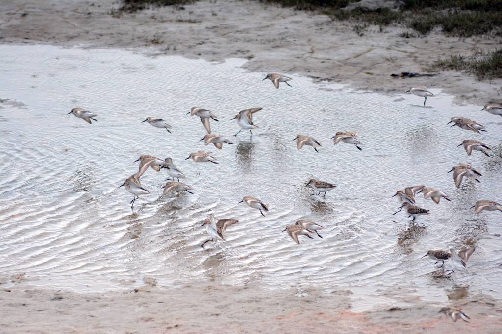 Shorebirds visit right on time