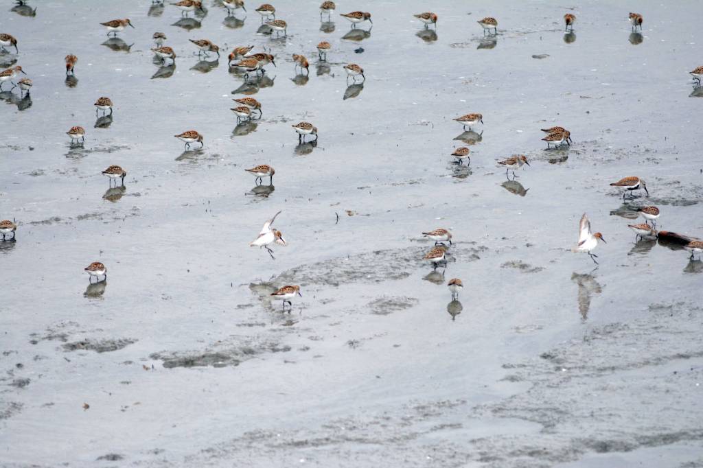 Shorebirds visit right on time