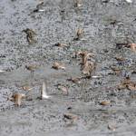 Shorebirds visit right on time