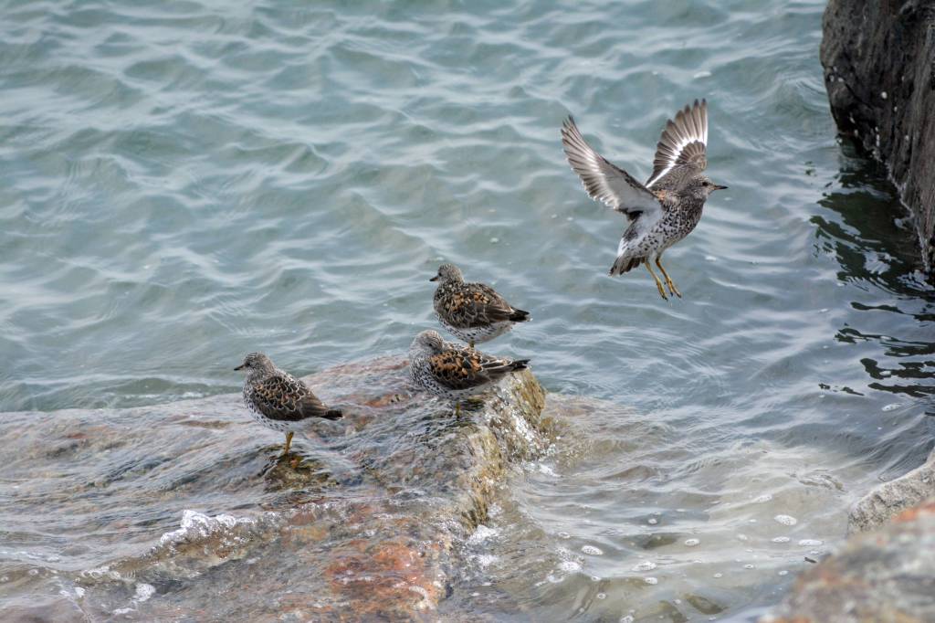 Shorebirds visit right on time