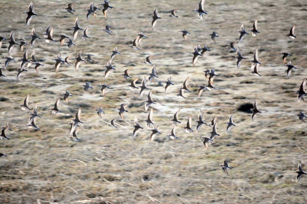 Shorebirds visit right on time